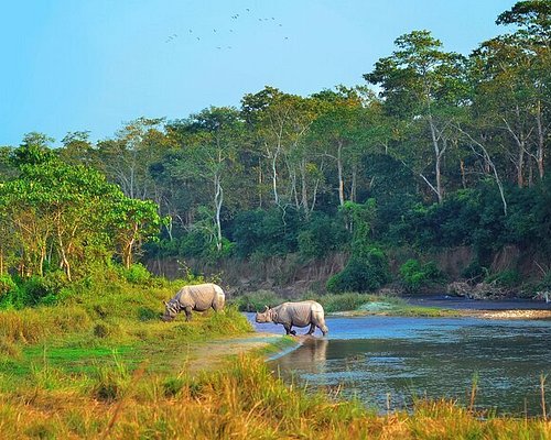 Chitwan National Park Wildlife Safari & Jungle Adventure