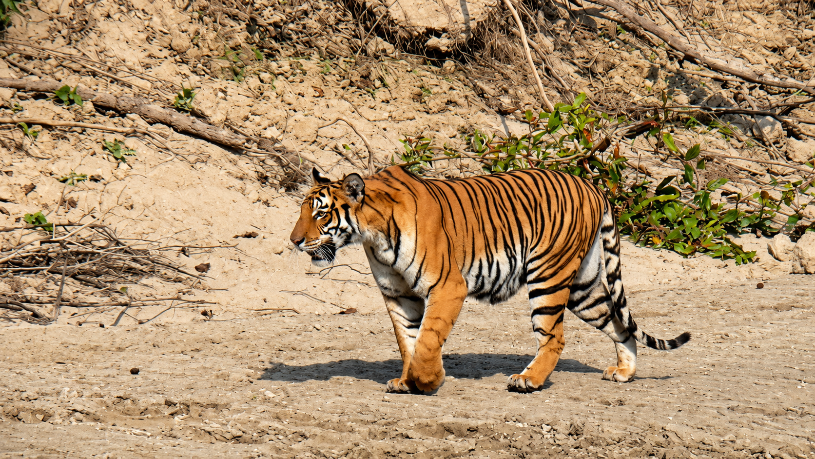 Bardia National Park Wilderness Tiger Safari