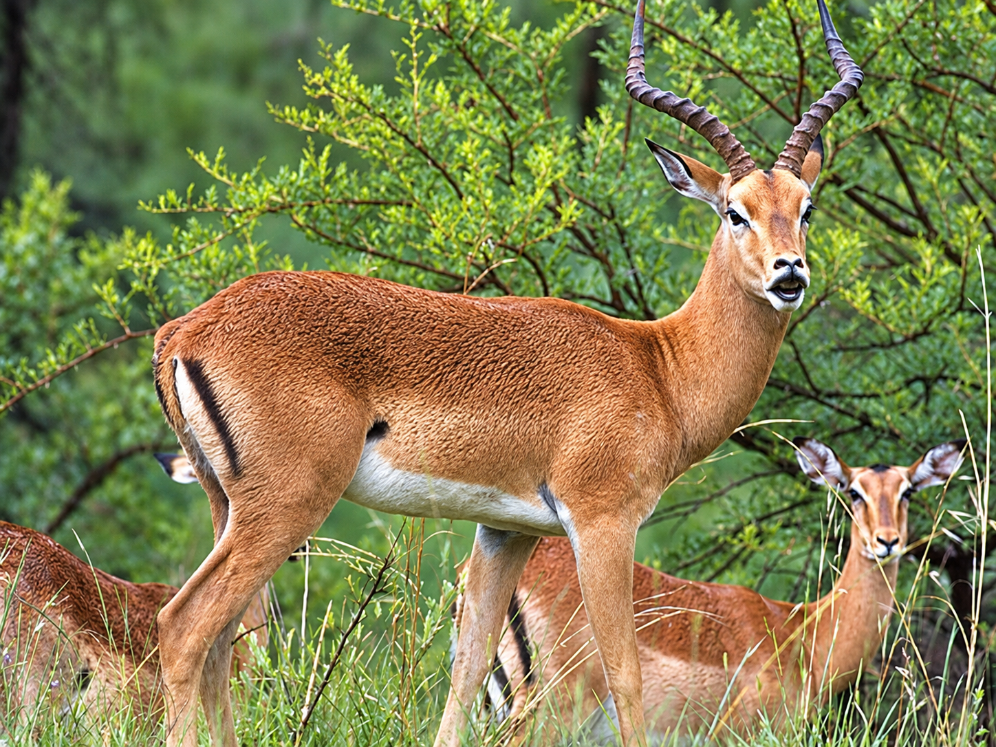 4 Night 5 day Koshi Tappu Jungle safari Tour